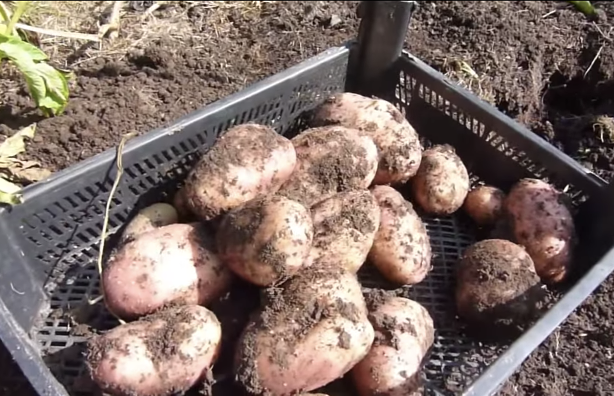 Как вырастить ранний картофель? Правила посадки и ухода