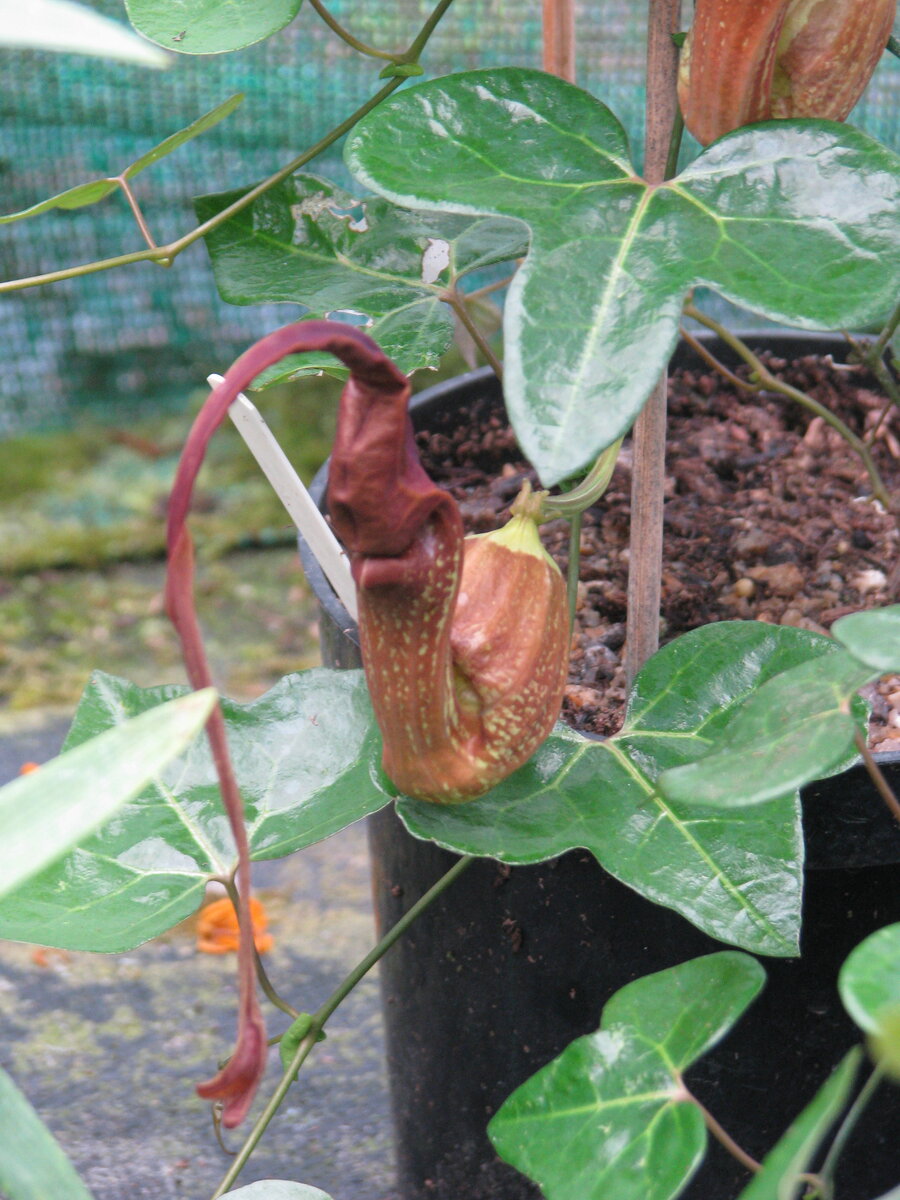 peganum from Small Dole, England [CC BY-SA 2.0 (https://creativecommons.org/licenses/by-sa/2.0)]