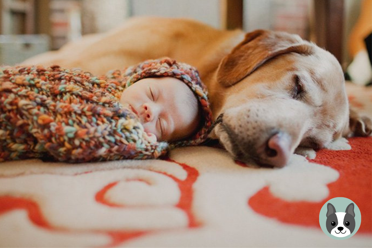К чему снится собака во сне. Спящий ребенок и собака. Сон подобрать щенка. Сон подобрать щенка. Sweet dreams animals.