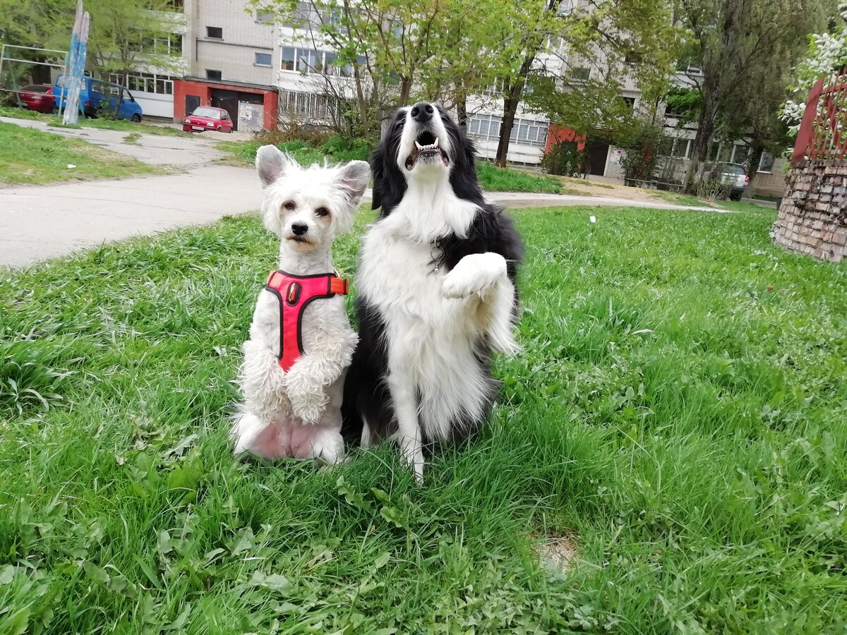 Стоит ли заводить вторую собаку. Стоит ли заводить вторую собаку. Стоит ли заводить вторую собаку. Стоит ли заводить вторую собаку. Домашние животные с хозяевами.