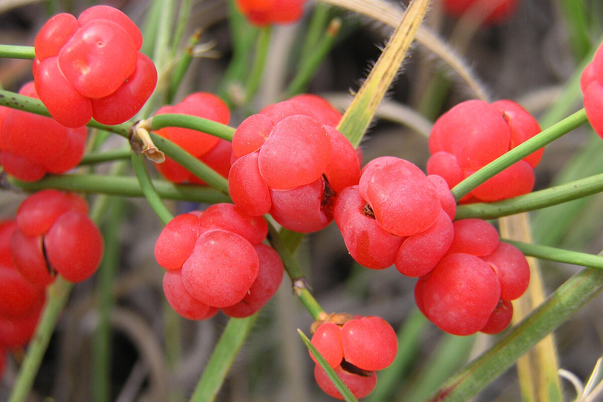 Шишкоягоды эфедры съедобны, и на вкус складковатые, без намёка на кислинку.
