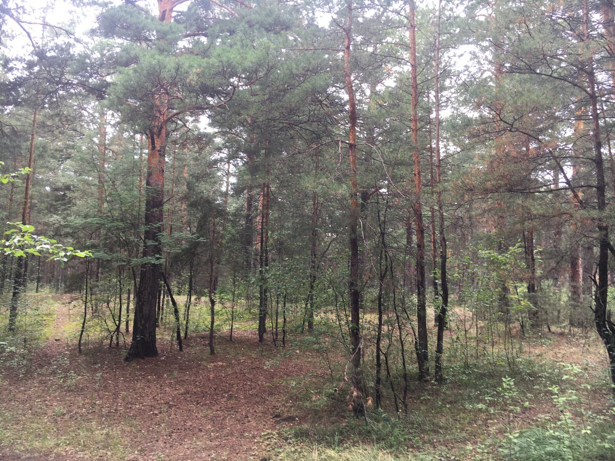 Всех приветствую. Не дождался я в общем выходных и после работы рванул на 20 минут испробовать свой прибор. На сколько я понимаю, в городе не особо то и покопаешь, не будешь ведь ковырять асфальт по среди города, да и в интересных городских местах копать запрещено на государственном уровне, как никак памятники архитектуры. Но как бы оно не было, есть у меня в городе, буквально в паре километров от дома лес. Местные жители там часто гуляют, так как он расположен в частном секторе сразу за домами. Это один из самых протяженных лесополос в моем крае, расположен он в Сибири. Конечно в городской черте он прерывается, но в совокупности протяжённость у него сотни километров, куда сильно не пробраться, да возможно и нет смысла, если только не охотится за древностями, так как история края насчитывает тысячи лет проживания древних народов.       Лес этот хвойный, нет больших зарослей и если не считать комаров, которые могут отобрать у тебя металлодетектор если лишний раз от них не отмахнуться, то копать оказалось довольно комфортно. 
     И вот, буквально после пяти прошедших метров мой прибор выдал сигнал и я принялся копать как угорелый, первая находка как никак. Давно я не испытывал столько удовольствия, ведь это оказалась моя первая монетка, 1 копейка СССР 1980 года, такая маленькая, что я дивился когда ее нашёл. Конечно после такого интерес просыпается с удвоенной силой и я поспешил дальше, времени было совсем не много, но это не помешало мне испытать прибор. Дальнейшие поиски особо не чего не дали, поднял несколько монеток «ходячки» и кучу пробок от алкогольных напитков, такое чувство, что в советское время туда ссылали всех алкашей или там захоронено минимум парочка ликероводочных заводов. 20 минут пролетели в один миг, будто, когда я приехал время перевели на 18 минут вперёд, вот так бы рабочее время пролетало. Но моему счастью не было предела, когда я шёл в сторону автомобиля и зацепил ещё пару монет времён СССР, это была двушка 1941 года и пять копеек 1983 года. 
     Это были лучшие 20 минут этой недели и теперь жду с нетерпением следующего раза. Подведя итоги скажу, что я не на секунду не пожалел о приобретении металлодетектора. Что касается затрат, то в первую очередь основные это сам прибор, вариантов оказалось куча в пределах от 20 тысяч и до цены хорошего автомобиля. Я же приобрёл самый простой и не дорогой для ознакомления, плюс лопата 1 тысяча, батарейки 500, перчатки и бензин считать не буду, ведь можно рыться голыми руками и бегать пешком. Итого начальные расходы составляют примерно 22 тысячи рублей (если считать самый дешевый прибор).
Теперь давайте пробежимся по находкам, так как я не нумизмат, поможет нам интернет. 1 копейка 1980 года стоит ориентировочно 50 рублей, есть конечно редкий экземпляр, цена которого колеблется от 20 000 до 40 000 рублей, но не в этом случае. Далее идёт 2 копейки 1941 года, цена которой составляет примерно 100 рублей, в моем случае она стоит 0 рублей, так как сильно испорчена. Завершает нашу оценку монета номиналом 5 копеек 1983 года, цена которой примерно 50 рублей и то если кому то прям очень необходима. Итого с учетом «ходячки», мои находки на сегодня составляют 100 рублей 90 копеек. Как вы видите затраты не отбились, зато удовольствие того стоит. 
