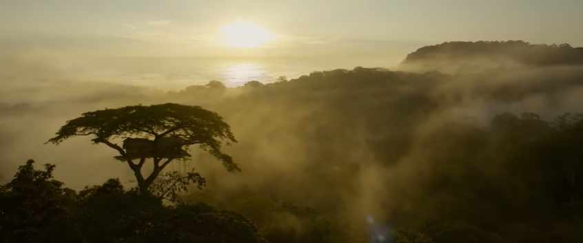 Джунгли где вырос Тарзан