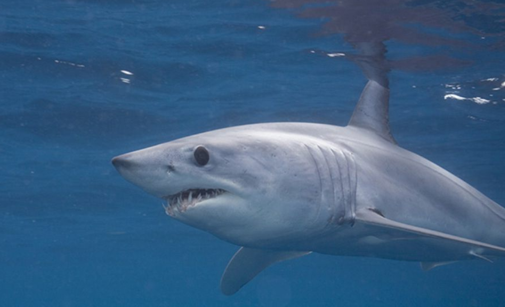 Мако акула опасна для человека. Isurus oxyrinchus акула мако. Акула-мако (серо-голубая акула). Серо голубая акула мако. Серо голубая сельдевая акула.