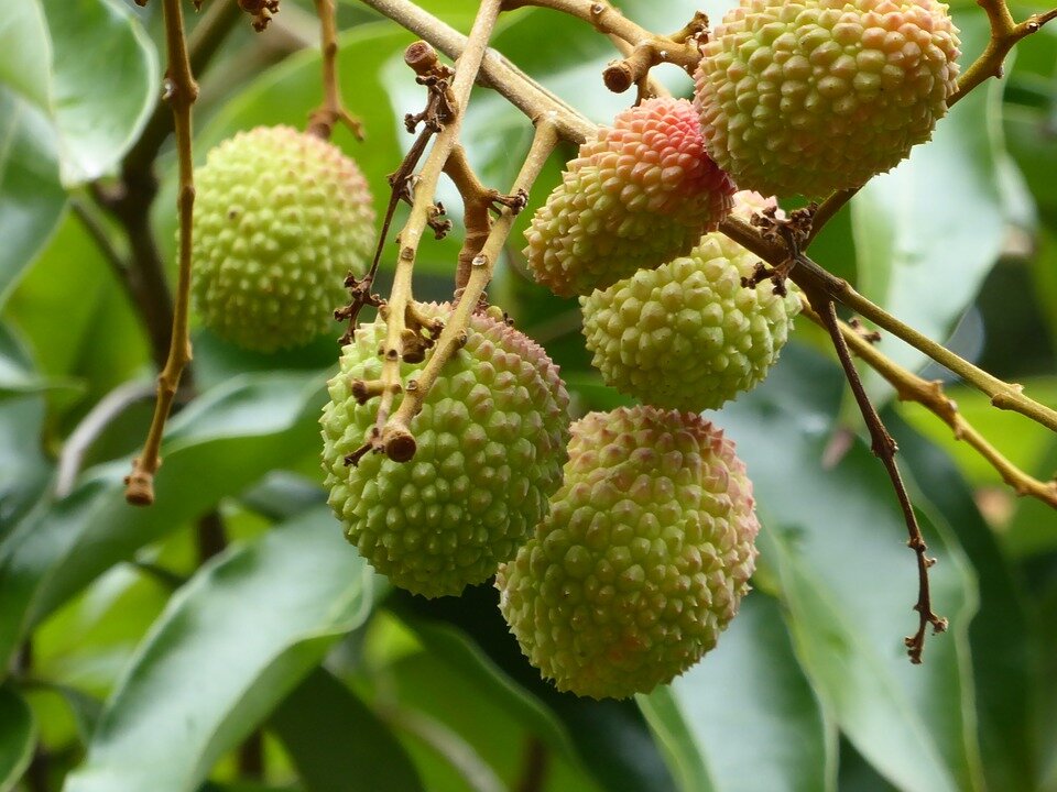 https://cdn.pixabay.com/photo/2017/05/18/00/50/lychees-2322207_960_720.jpg