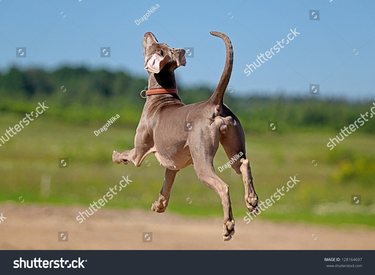 https://image.shutterstock.com/image-photo/weimaraner-dog-run-field-600w-128164697.jpg