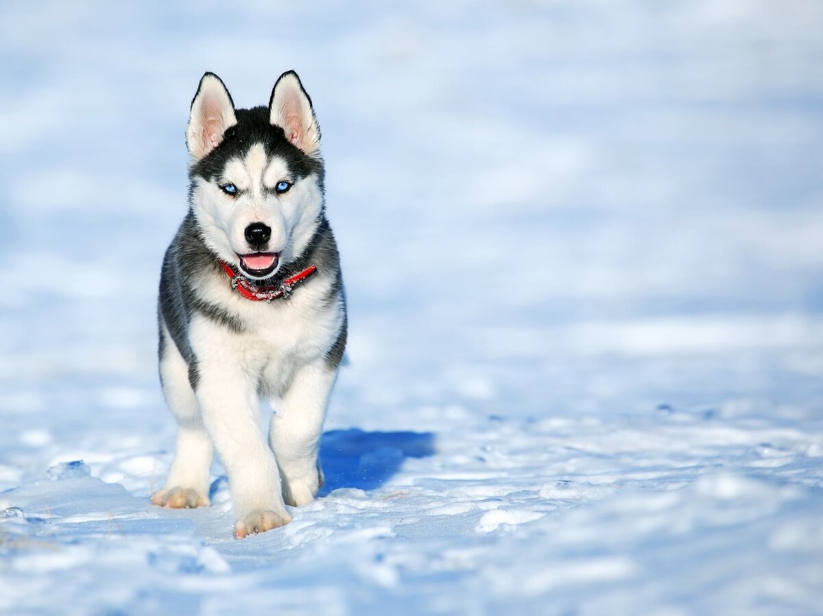 https://www.pexels.com/photo/adorable-animal-breed-canine-434090/