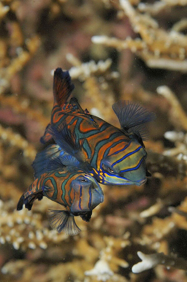 https://bigpicture.ru/wp-content/uploads/2012/11/Mandarinfish-4.jpg