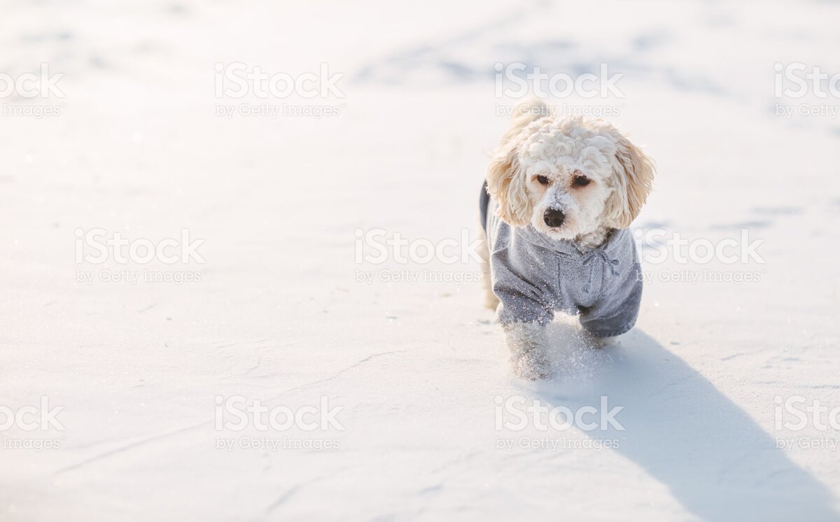 https://www.istockphoto.com/ru/%D1%84%D0%BE%D1%82%D0%BE/cute-dog-in-winter-gm638599768-114596311