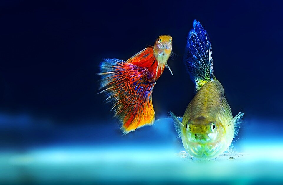 https://cdn.pixabay.com/photo/2017/05/16/07/15/ornamental-fish-2317087_960_720.jpg
