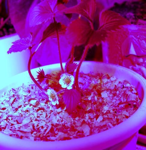 Куст земляники при подсветке. 