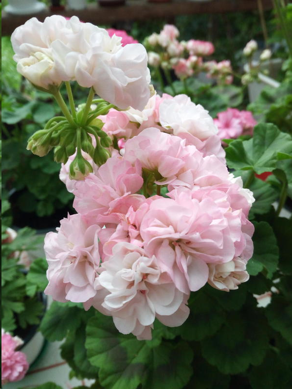 Источник: Яндекс Картинки