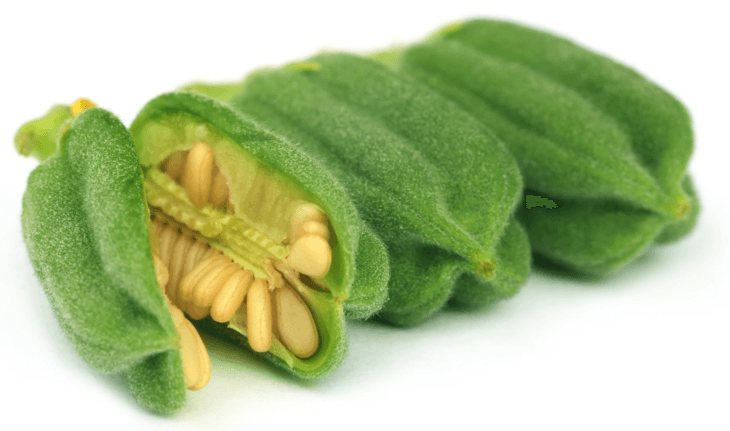 Вот так выглядят коробочки с семенами, когда цветы отцветут