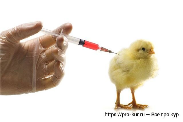 Вакцинация цыплят инструкция и прививки бройлеров | Курочка | Дзен