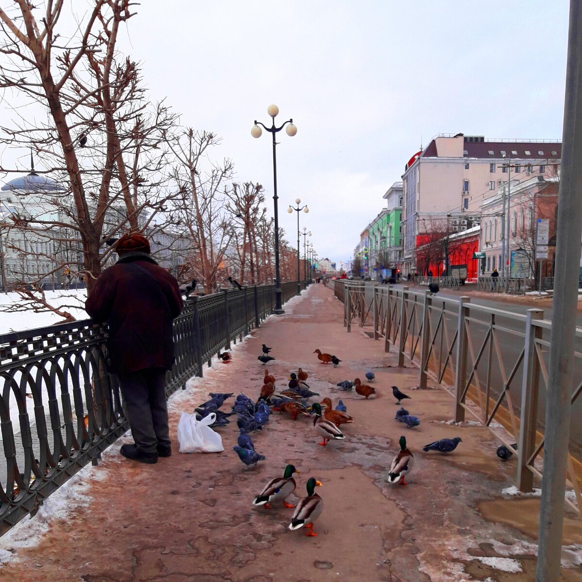 Доброта и милосердие.На Батуринском мосту в Казани пенсионер кормит уток хлебом, не давая им погибнуть в зимний период…