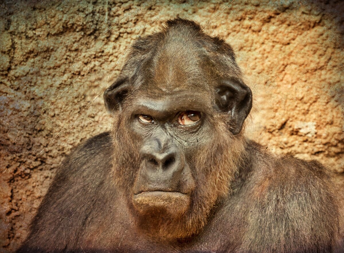 В чем его отличие, от этой гориллы я не понял, не разум, не повадки не отличительны от человека.