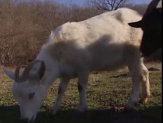 Стадо коз пенсионер завел восемь лет назад. С тех пор он ежедневно выгуливает животных. За день мужчина может пройти более 10 км по лесу, однако он часто заходит в незнакомые места.