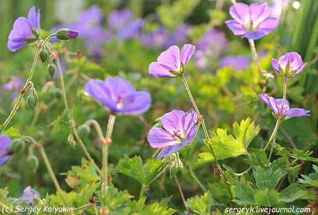 Герань Rozanne