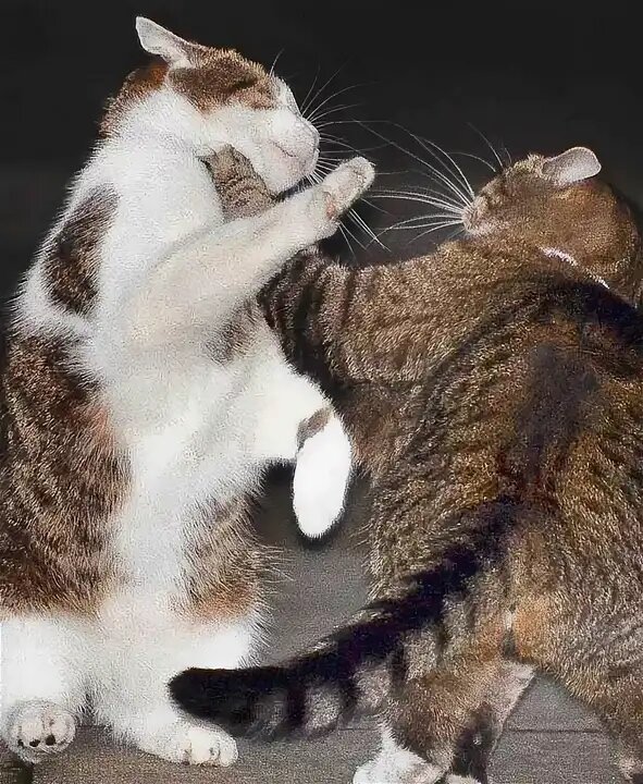 Кастрация котов отучает их драться