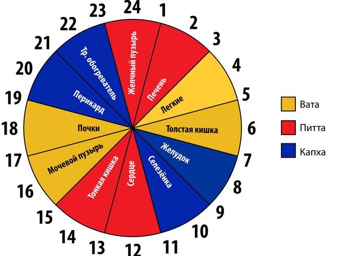Простейшее представление о периодах  активности органов человека 
