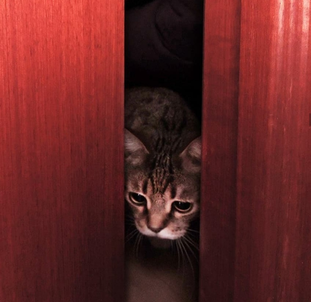 Инстаграм @pepin_stories