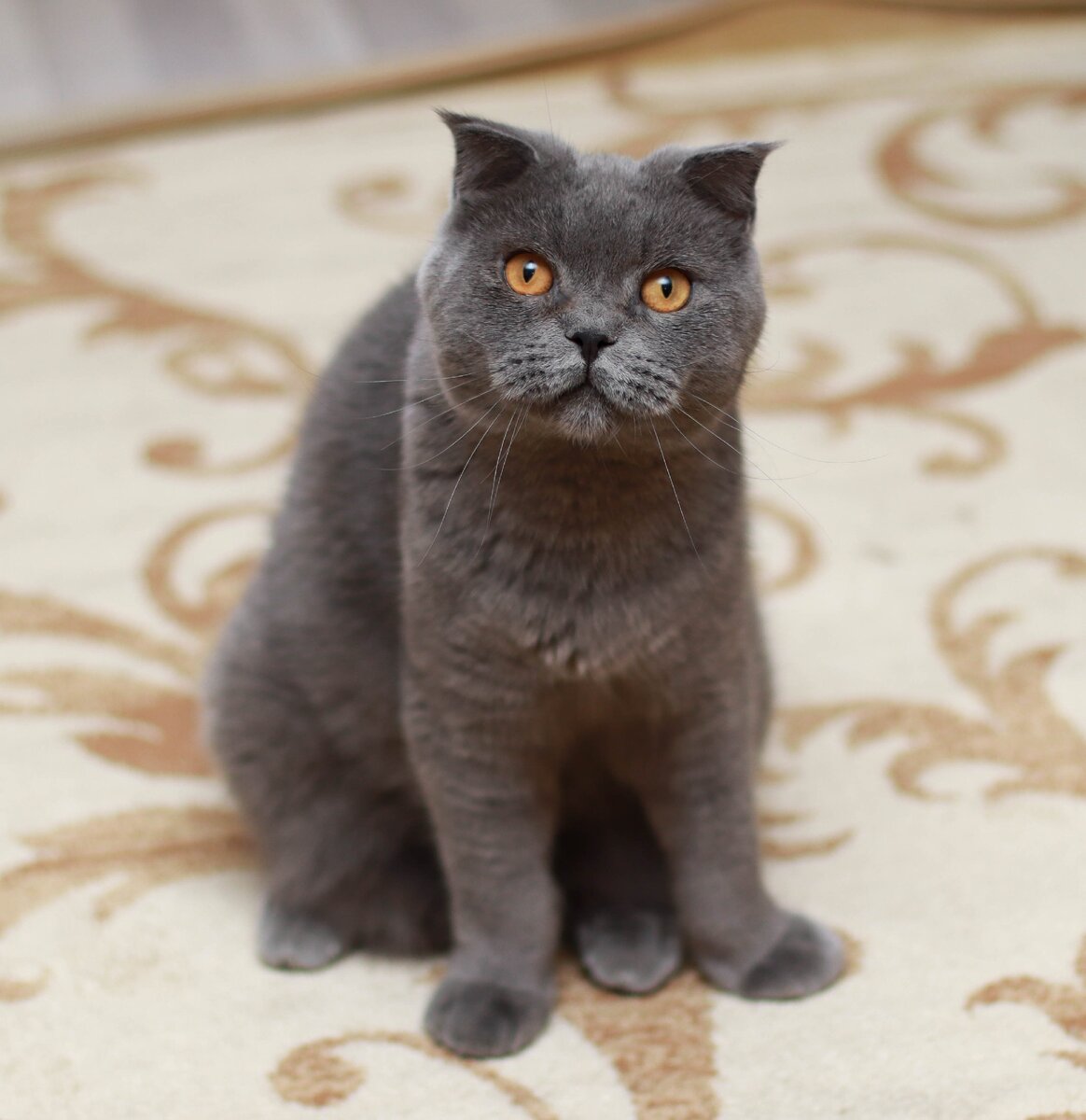 Филипп не смотря на свои 2 года, большой котенок