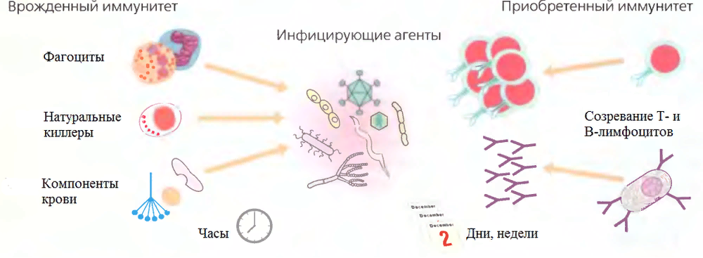 Презентация на тему: "Иммунитет" - биология, презентации