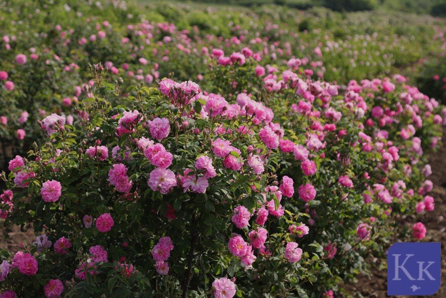 Крымская роза-красота и здоровье в одном цветке