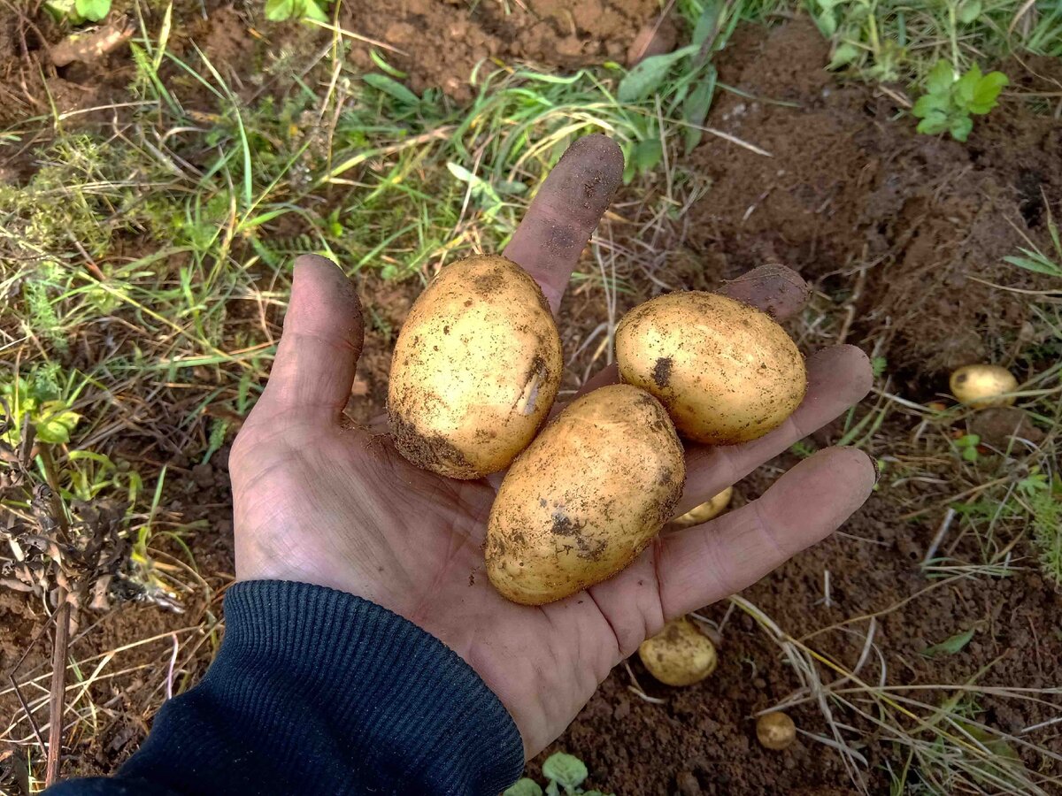 Вырастет ли картошка