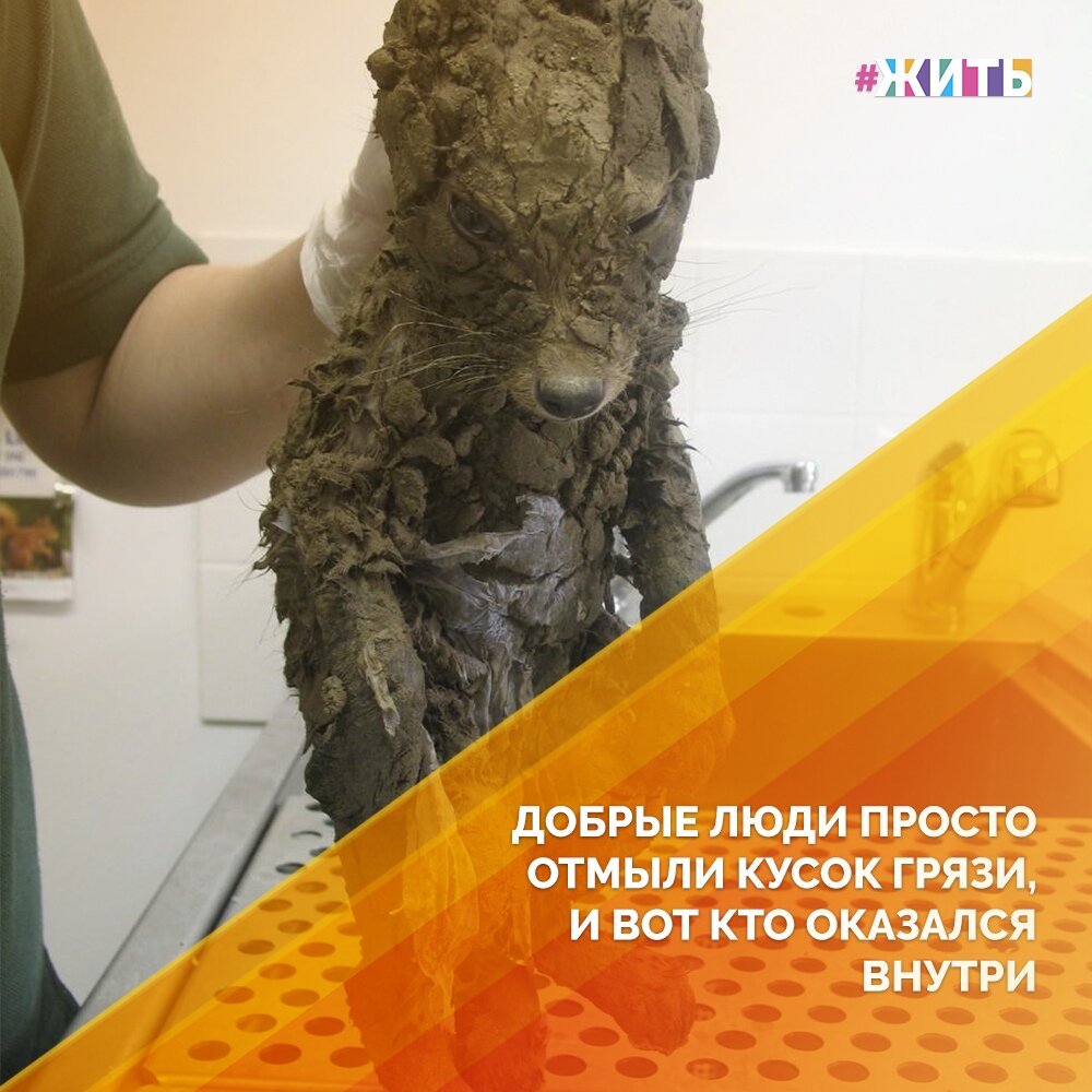 Когда дикий лисенок залез на стройплощадку, он не понимал, что подвергает себя опасности. Однако любопытное животное застряло в грязи и ни за что бы не смогло выбраться оттуда самостоятельно😢 
К счастью, беднягу обнаружили рабочие, которые не остались равнодушны к чужой беде. Ребята отвезли лисенка за 20 километров от стройки в ветеринарную лечебницу, где отдали его в нужные, квалифицированные и, главное, заботливые руки🙌

После теплой и очень «тщательной» ванны несчастный грязный комок превратился вот в такого хорошенького рыженького лисенка🦊

Почёт и уважение этим людям! Спасибо, что не оставили этого малыша в беде🙏

Делитесь этой историей с близкими. Пусть об этом добром поступке узнает как можно больше людей🤲

#жить #проектжить #животные #добро

