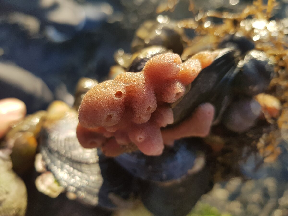 Розовая губка