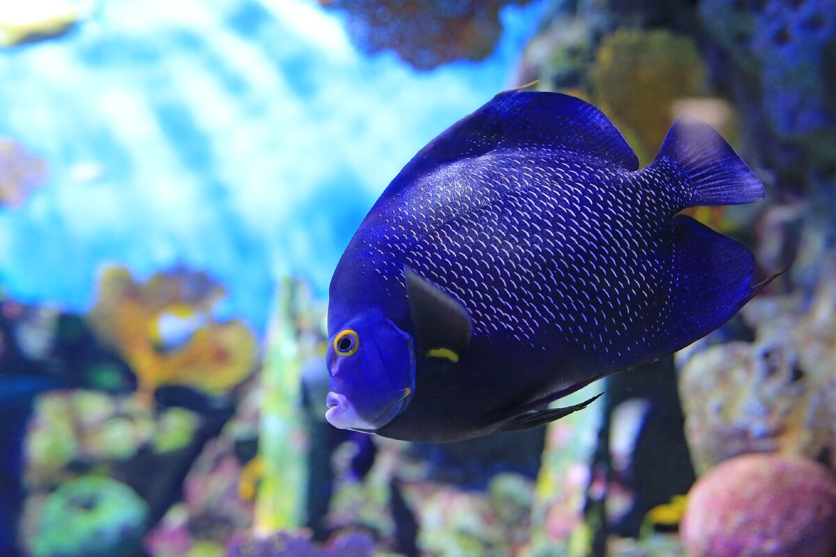 Морской ангел.