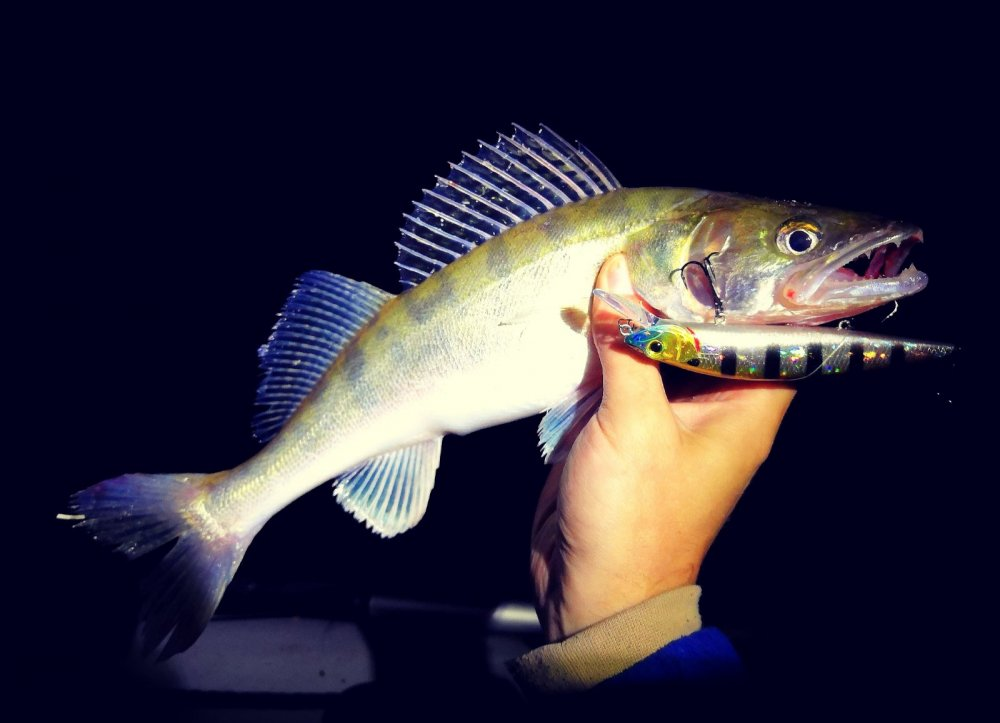 Судак мороженый. Обыкновенный судак. Судак 20 кг. Судак рыба. Берш и судак.