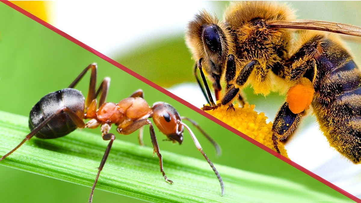 Из открытых источников в Интернет.