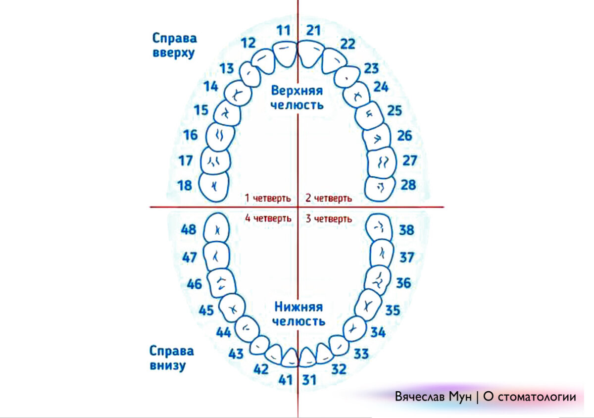 Как считают зубы стоматологи схема с номерами