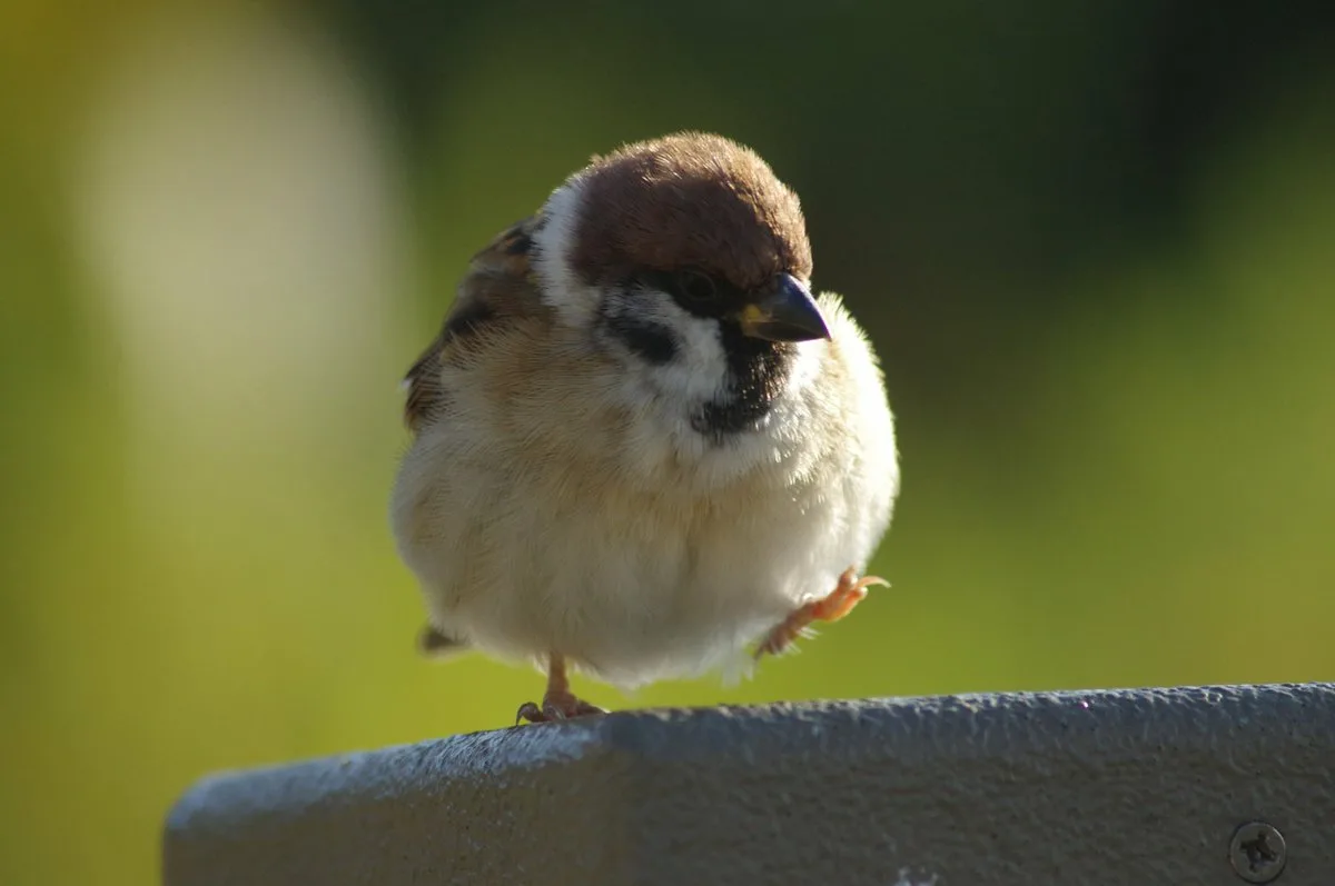 воробушек с прической. милый воробушек. злой воробей. домовый воробей воробьиные. декоративный воробышек.