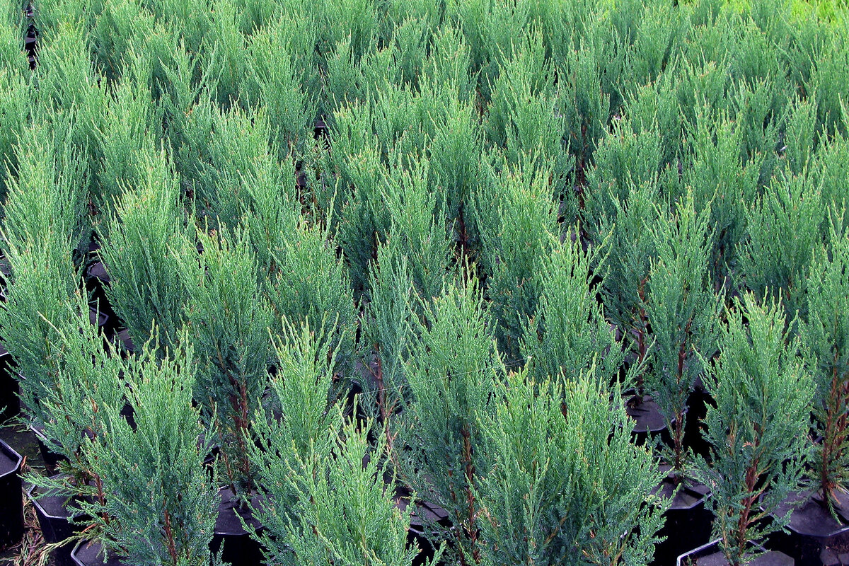 Можжевельник скальный Blue Arrow