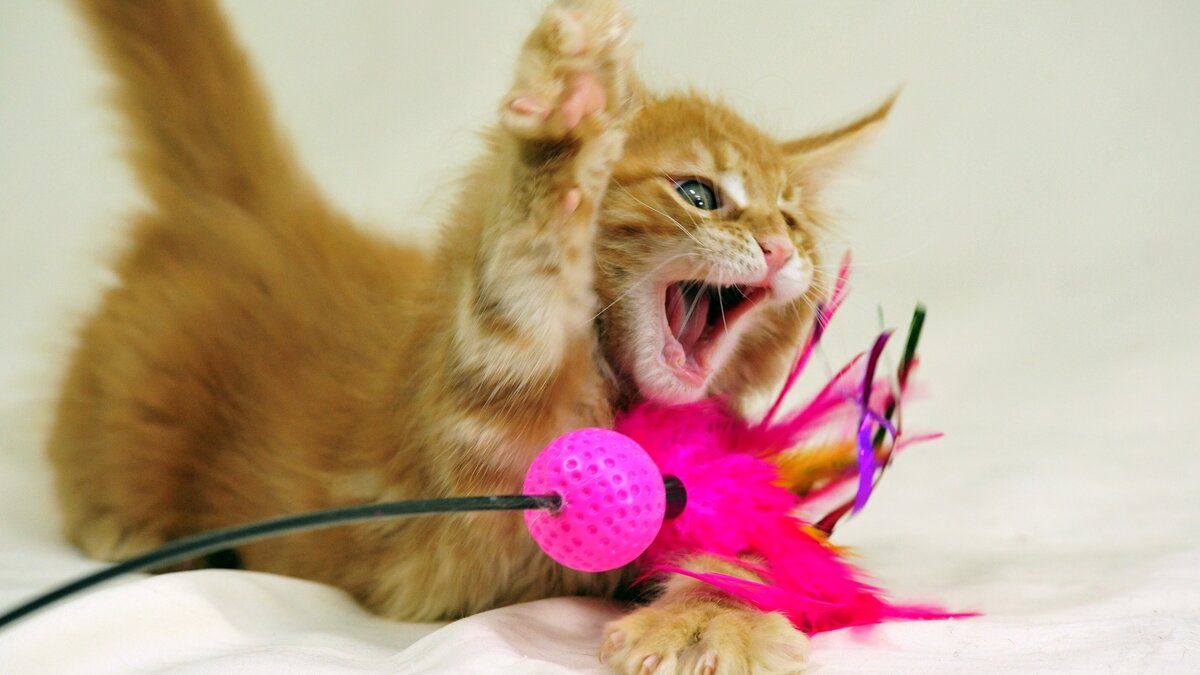 Котенок играет