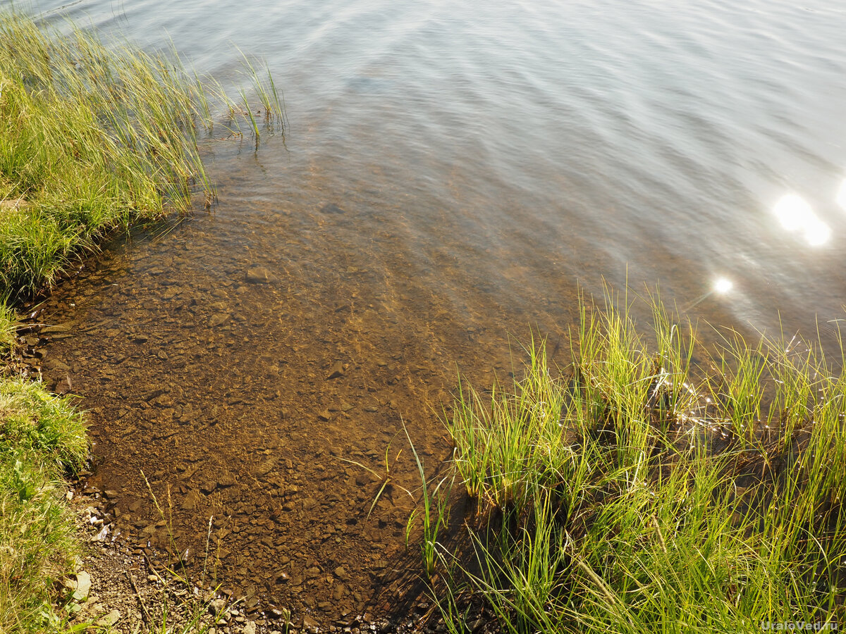 однажды на пруду