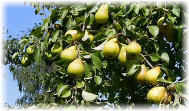 Историю создания этого сорта относят еще к середине 20 века. Первые деревья были выведены селекционерами на Дальнем Востоке. Данный сорт выводился результатом соединения Деканки Зимней и Уссурийским видом груш. К 1974 году гибридное дерево стали разводить в суровых температурных режимах, на Приморье и в Амурском регионе. Эти данные характеризуют этот сорт как исключительный и образцовый гибрид, который способен справляться с высоким морозным климатом. Ноябрьская зимняя груша по началу, сажалась на возвышенной местности, но со временем многолетними испытаниями выявилось, что это дерево хорошо адаптируется на любой поверхности. Уже на сегодняшний день саженцы груши можно выращивать в любой местности, ноябрьская урожайность от этого никак не страдает. Данный сорт груши совмещает несколько вариаций.