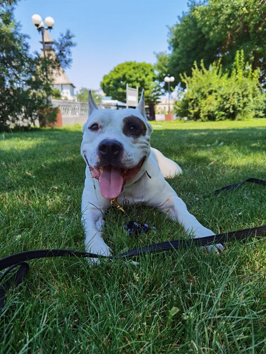 Улыбочка от Були