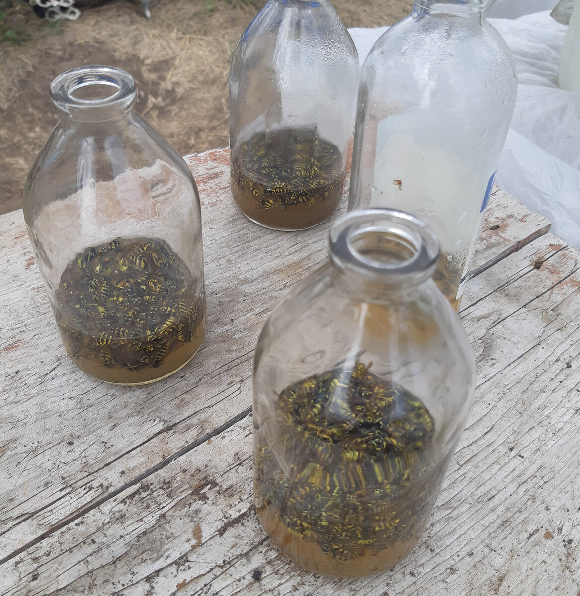 Ловушка для ос из пластиковой бутылки