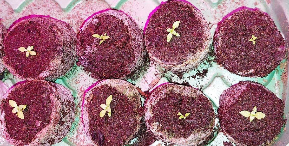 Моя рассада эустомы, посеяна 17.12.2021