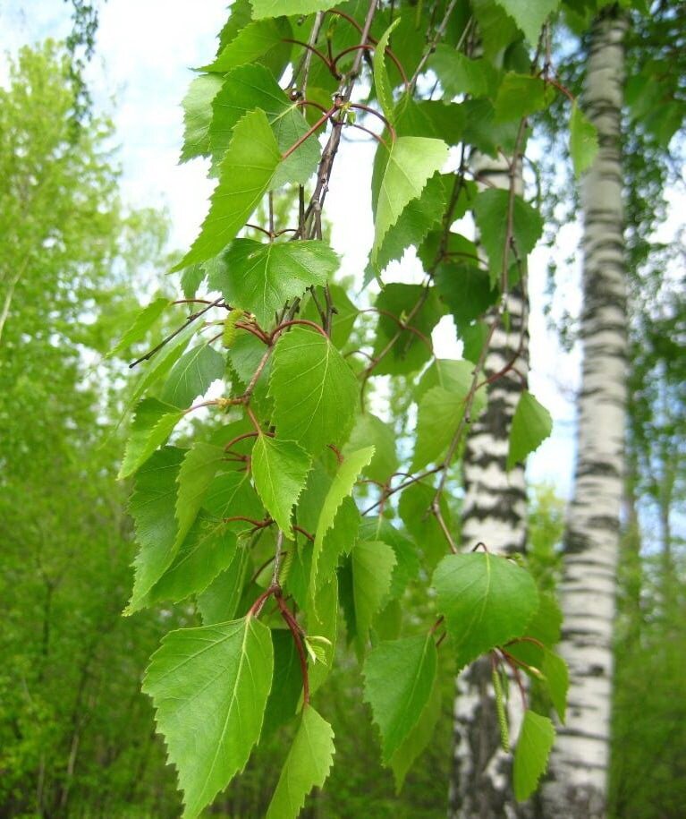 Акулина | Сказочные искорки | Дзен