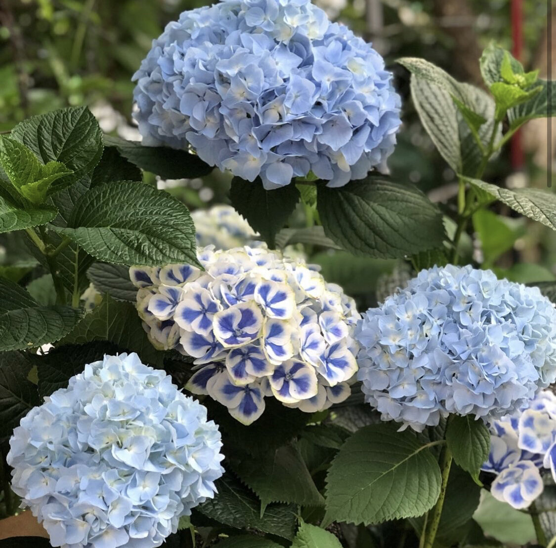 #гортензия #сад