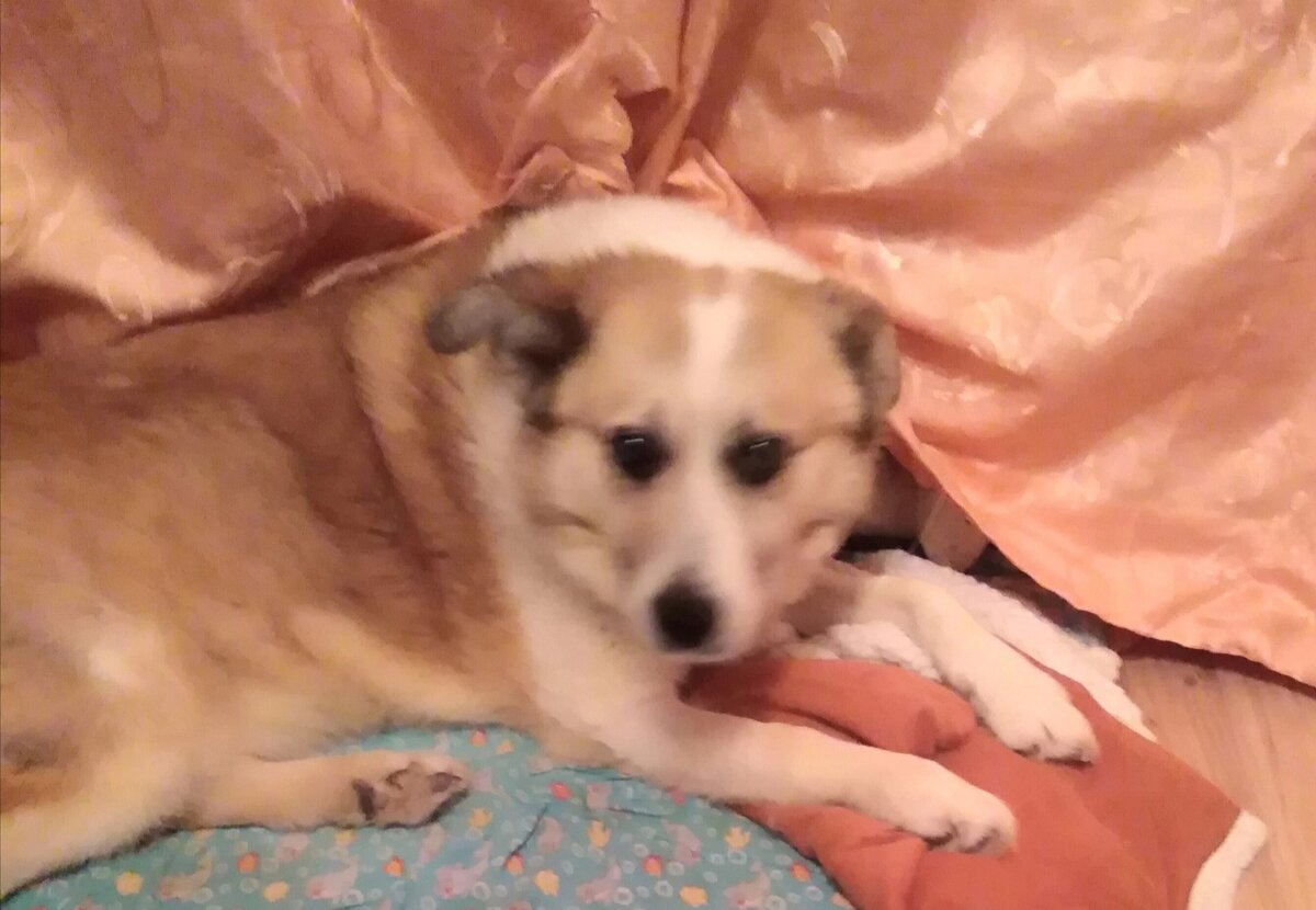 Джерри много пришлось пережить.