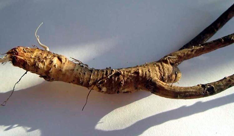 Чаще всего применяют корневище горичника, так как оно содержит большое количество полезных веществ. Если вы делаете отвар для внутреннего употребления, берите 1 часть измельченного горичника на 10 частей воды.