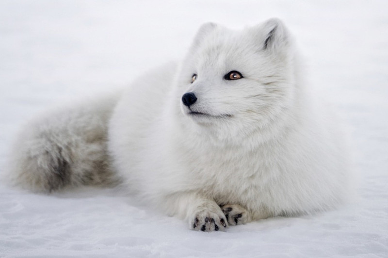 Ждать ли нам северного пушного зверька в августе 2022 года?