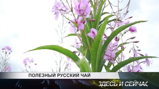 ПОЛЕЗНЫЙ РУССКИЙ ЧАЙ