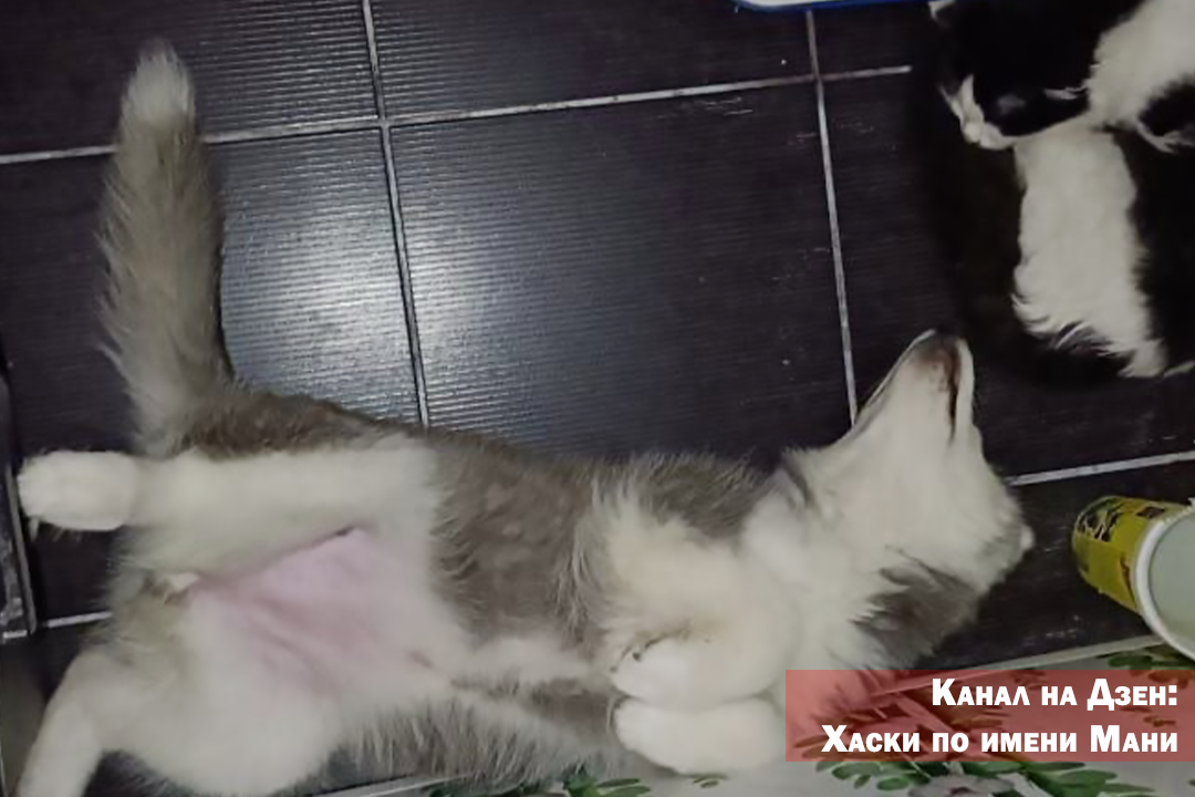 Мани и Космос